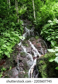 Clear Mountain Waterfall With A Thin Jet Of Water. Water Flows Down The Mountain Stones In A Cascade. Clean, Clear Water. Around The Forest. No People.