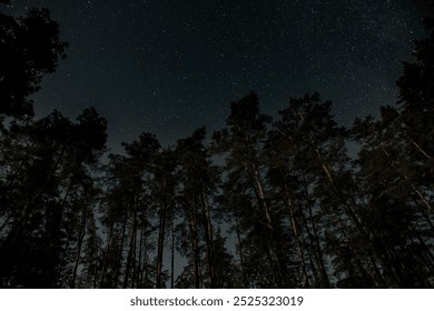 A clear night reveals a stunning display of stars twinkling above a dense forest, where tall trees rise majestically against the cosmic backdrop, creating a serene atmosphere. - Powered by Shutterstock