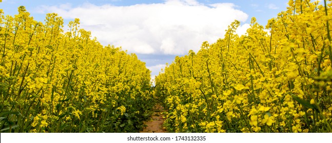 Clear path among the bio field with still growing up and unopened yellow flowers. Photo before the sunset hour. Peaceful nature. Beautiful background. Concept image. - Powered by Shutterstock