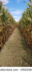 Clear Path In The Corn Maze