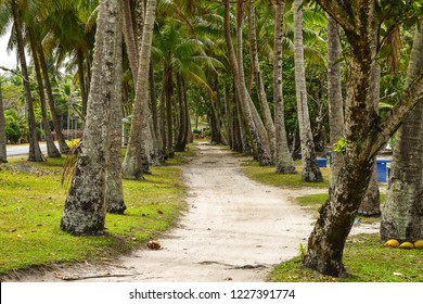 A Clear Path Forward Through A Palm Tree Jungle In Rarotonga, Cook Islands.