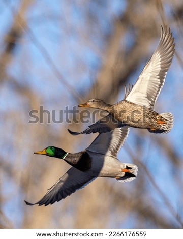 Clear photos of mallard ducks in flight