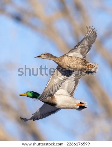 Clear photos of mallard ducks in flight