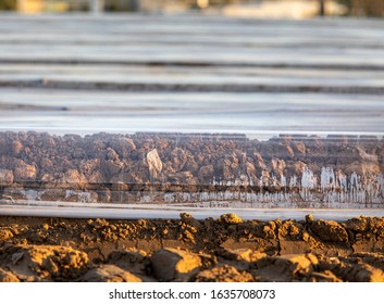 Clear Plastic Tarp Covering Soil Showing Dirt Underneath At Strawberry Farm