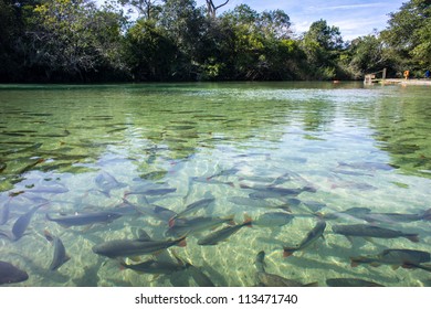 Clear River In Bonito, Brasil