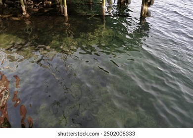 Clear, shallow water beneath a wooden pier reveals rocks and algae on the bottom. Sunlight gently illuminates the rippling water, creating a sense of calm and natural beauty. - Powered by Shutterstock