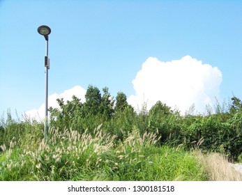 Clear sky and forest