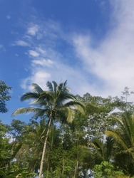 Clear Sky, Tall Coconut Trees, Village Atmosphere