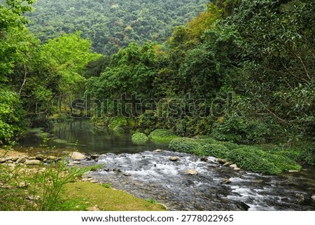 Clear Stream Flowing Through Forest in Pac Bo Vietnam