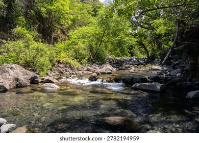 Clear stream flows over rounded rocks through lush forest in Iao Valley State Monument.
