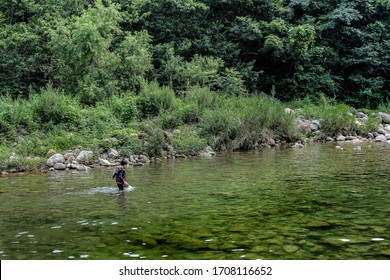 A clear stream in a forest full of trees and grass