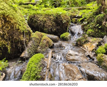 A clear stream of fresh water flows through a dense forest over rocks and fallen logs covered in bright green moss.