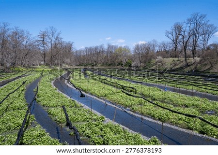 Clear streams and wasabi fields: Daio Wasabi Farm, Azumino City, Nagano Prefecture