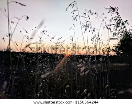 Similar – Image, Stock Photo Golden November