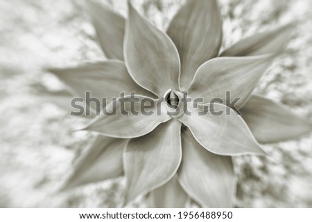 Clear tones agave cactus isolated with soft focus top view. Abstract natural pattern background and texture. Abstract soft floral background. Pure, timeless beauty,beauty in simplicity nature concept.