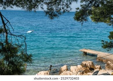 Clear turquoise sea with rocky shore and floating paddleboard framed by pine trees on a bright summer day. Concept of relaxation, water sports and coastal recreation. High quality photo - Powered by Shutterstock