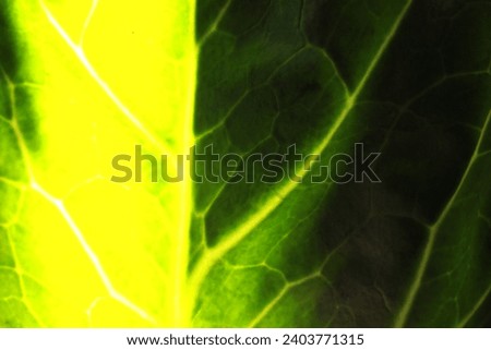 Clear veins for large green plant paper