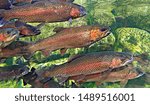 A clear view of several beautiful Rainbow Trout as they swim past several moss-covered rocks.
