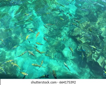 Clear Water, Fish Group Swimming In The Sea. From Top View.