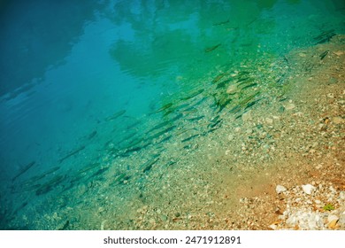 Clear Water with Fish Near Rocky Shore. Clear turquoise water with fish swimming near a rocky shore - Powered by Shutterstock