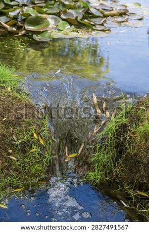 Clear water flowing down small stream from lotus pond surrounded by green grass in South Korea.