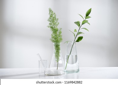 Clear Water In Glass Flask And Vial With Natural Green Leave In Biotechnology Science Laboratory Background