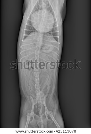 Clear x-ray of a small 13 pound long-haired Chihuahua mix dog showing an enlarged heart. The implanted microchip, most organs and part of the bone structure are also visible