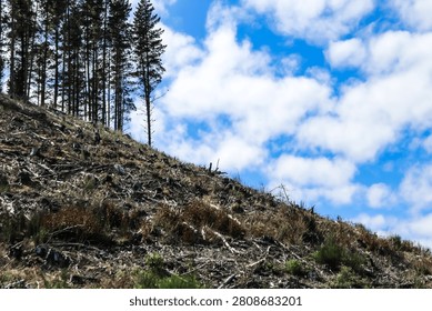 clearcutting, a logging practice where most or all trees in a specific area are cut down.
