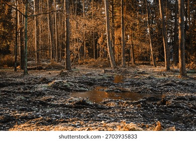 Cleared forest area with visible tree stumps and frosty ground at sunrise. The scene highlights deforestation, environmental impact and loss of natural habitat, surrounded by sunlit woodland. Strong v
