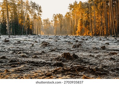 Cleared forest area with visible tree stumps and frosty ground illuminated by warm sunrise light. Scene highlighting deforestation, environmental impact, climate change, and loss of natural habitat, contrasted with surrounding sunlit woodland and natural landscape.