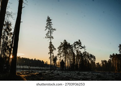 Cleared forest area with visible tree stumps and frosty ground at sunrise. The scene highlights deforestation, environmental impact and loss of natural habitat, surrounded by sunlit woodland. Strong v