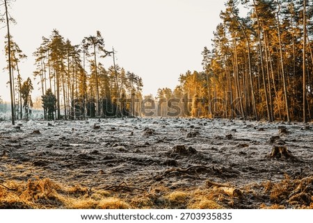 Cleared forest area with visible tree stumps and frosty ground at sunrise. The scene highlights deforestation, environmental impact and loss of natural habitat, surrounded by sunlit woodland. Strong v