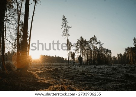 Cleared forest area with visible tree stumps and frosty ground at sunrise, surrounded by remaining woodland. Scene illustrating deforestation, environmental impact and loss of natural habitat. Cold morning light and winter conditions emphasize ecosystem damage and land degradation. Climate change, forestry industry and environmental conservation concept. Natural landscape photography highlighting human impact on nature.