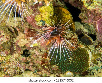 Clearfin Lion Fish