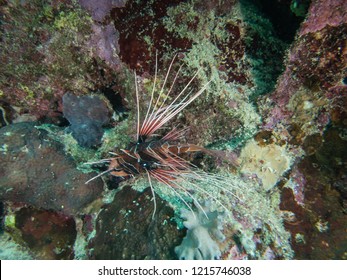 Clearfin Lion Fish