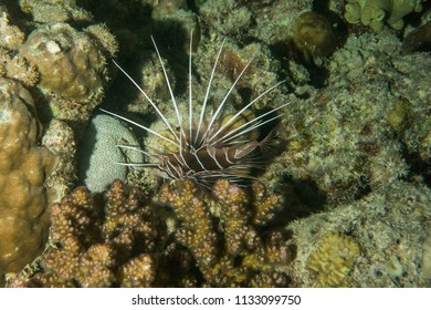 Clearfin Lion Fish on the hunt at night