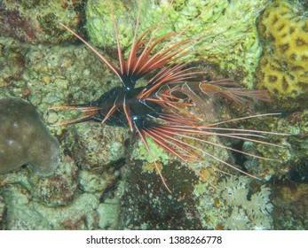 Clearfin Lion Fish in the Red Sea
