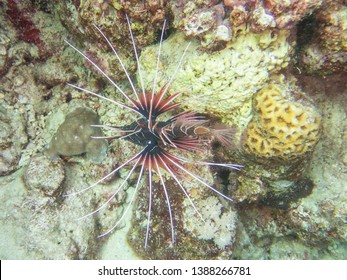 Clearfin Lion Fish in the Red Sea