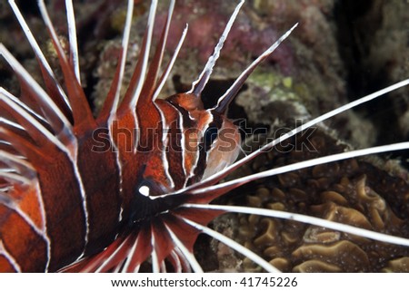 clearfin lionfish
