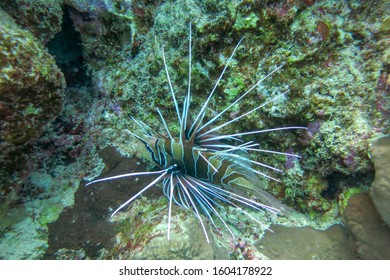 Clearfin Lionfish over coral reef in the Red Sea, Egypt. Pterois Radiata dark form of coloring. Tailbar Lionfish,Fireworks Fish, or Radial Firefish is carnivorous ray-finned fish with venomous spine.
