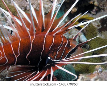 Clearfin Lionfish (Pterois radiata) in the Red Sea