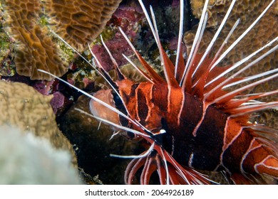 Clearfin Lionfish (Pterois radiata) in the Red Sea