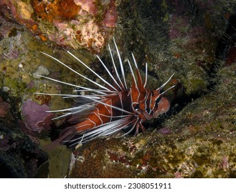 A Clearfin Lionfish (Pterois radiata) in the Red Sea, Egypt