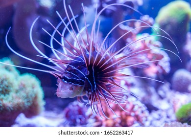 Clearfin lionfish, Pterois radiata a tropical fish under the sea