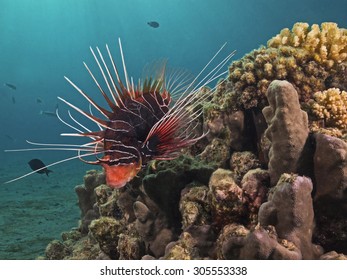 Clearfin lionfish, Strahlen-Rotfeuerfisch (Pterois radiata)