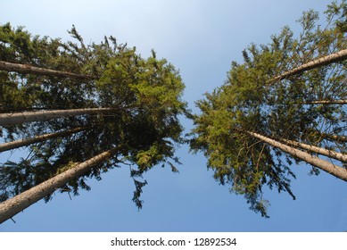 clearing