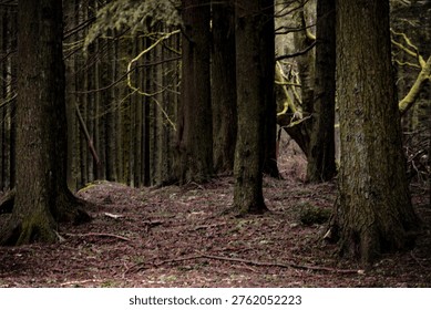A clearing amongst the trees
