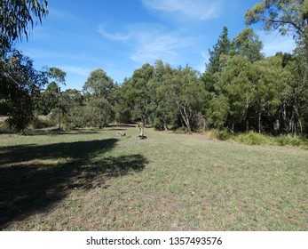 Clearing In Australian Bush On A Sunny Day