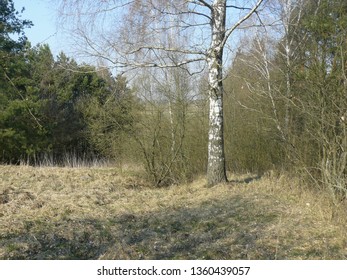 Clearing Between Forests