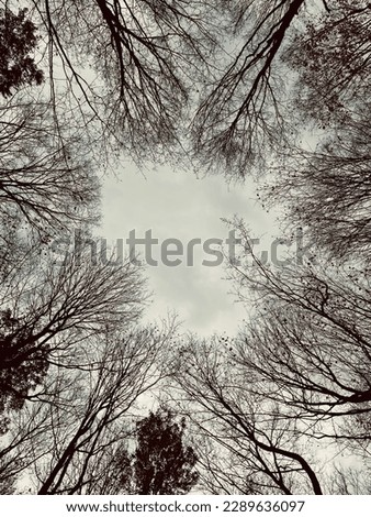 A clearing in the branches peaking at the bleak sky. 